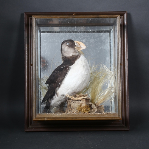 60 - Taxidermy  - a Puffin, full mount adult bird on wooden stump, with small stone base display, moss an... 