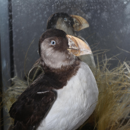 60 - Taxidermy  - a Puffin, full mount adult bird on wooden stump, with small stone base display, moss an... 