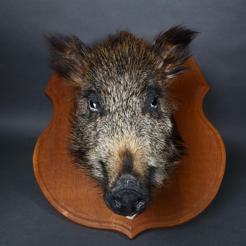 61 - Taxidermy  - a Wild Boar head mount, on oak shield plaque, no labels, from wall 39cm, height 53cm.