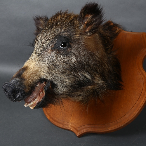 61 - Taxidermy  - a Wild Boar head mount, on oak shield plaque, no labels, from wall 39cm, height 53cm.