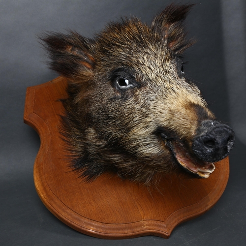 61 - Taxidermy  - a Wild Boar head mount, on oak shield plaque, no labels, from wall 39cm, height 53cm.