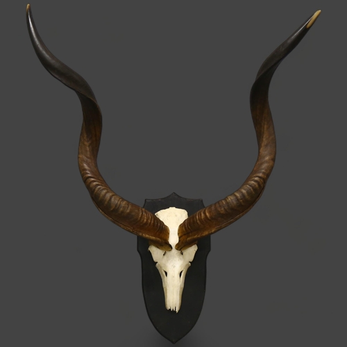 62 - Taxidermy - Greater Kudu (Tragelaphus strepsiceros) Antelope Horns - A large and impressive set of G... 