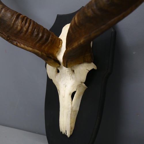 62 - Taxidermy - Greater Kudu (Tragelaphus strepsiceros) Antelope Horns - A large and impressive set of G... 