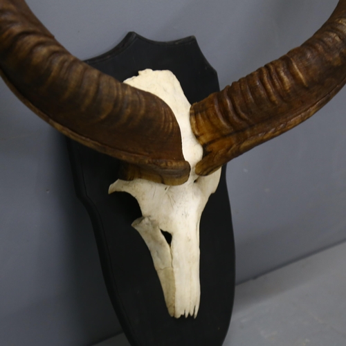 62 - Taxidermy - Greater Kudu (Tragelaphus strepsiceros) Antelope Horns - A large and impressive set of G... 