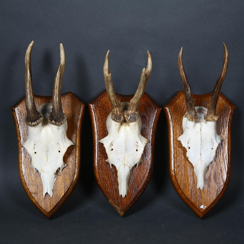 63 - Taxidermy - Trio of Roe Deer antlers on skull caps on matching shields (3)