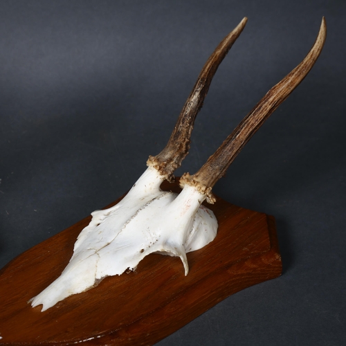 63 - Taxidermy - Trio of Roe Deer antlers on skull caps on matching shields (3)