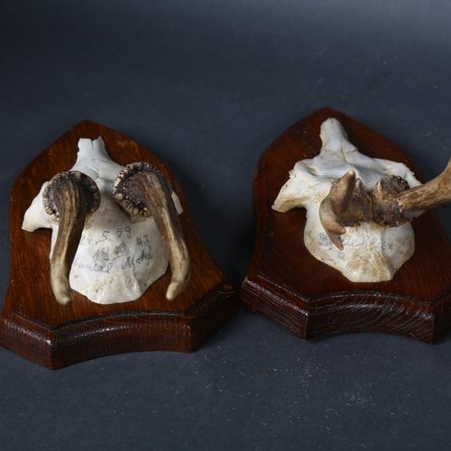 63 - Taxidermy - Trio of Roe Deer antlers on skull caps on matching shields (3)