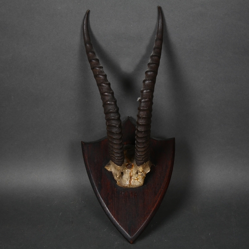 64 - Taxidermy - a set of Gazelle horns, mounted on oak shield, label to reverse 