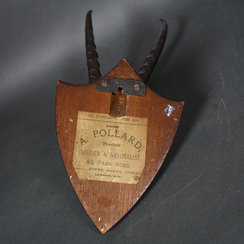 64 - Taxidermy - a set of Gazelle horns, mounted on oak shield, label to reverse 