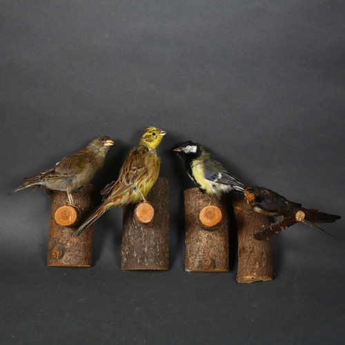 65 - Taxidermy - a group of four British garden and woodland birds, including a Yellowhammer, Great Tit, ... 