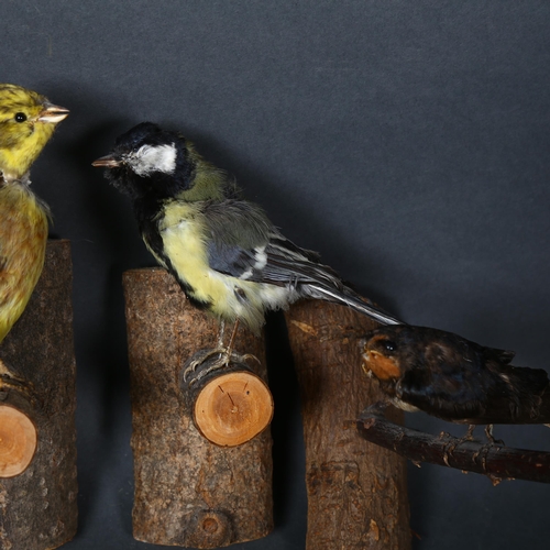 65 - Taxidermy - a group of four British garden and woodland birds, including a Yellowhammer, Great Tit, ... 