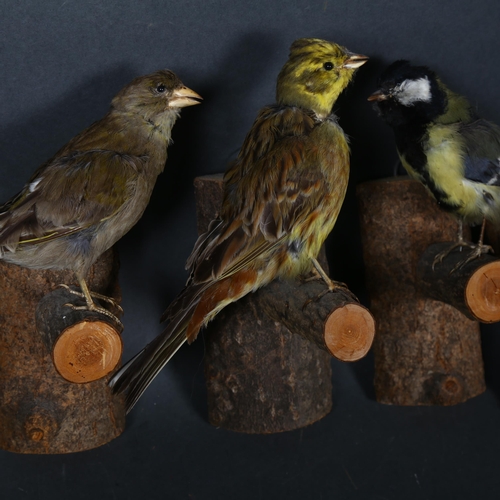 65 - Taxidermy - a group of four British garden and woodland birds, including a Yellowhammer, Great Tit, ... 