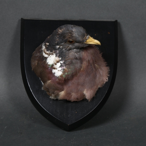 66 - Taxidermy - a Common Wood Pigeon (Columba palumbus) head mount, on stained wood shield plaque, from ... 