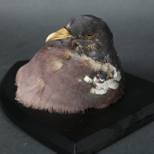 66 - Taxidermy - a Common Wood Pigeon (Columba palumbus) head mount, on stained wood shield plaque, from ... 