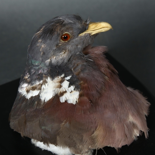 66 - Taxidermy - a Common Wood Pigeon (Columba palumbus) head mount, on stained wood shield plaque, from ... 