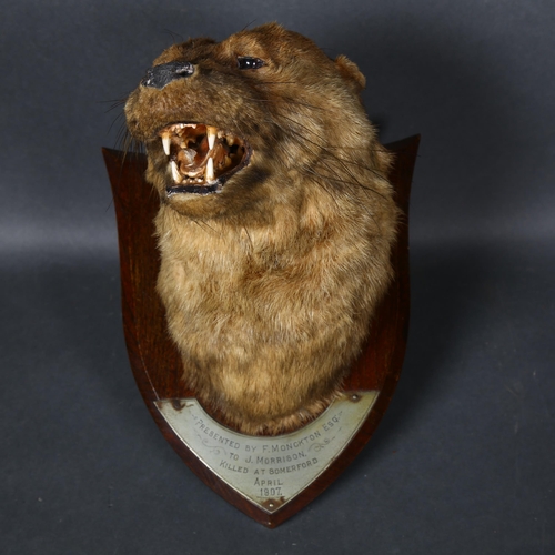 67 - Taxidermy - an antique Otter head mount, mouth agape, front facing, head leaning slightly left, on a... 