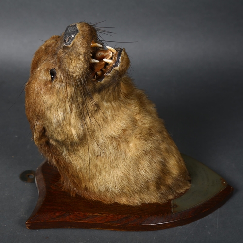 67 - Taxidermy - an antique Otter head mount, mouth agape, front facing, head leaning slightly left, on a... 