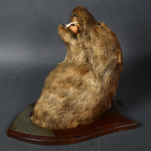 67 - Taxidermy - an antique Otter head mount, mouth agape, front facing, head leaning slightly left, on a... 