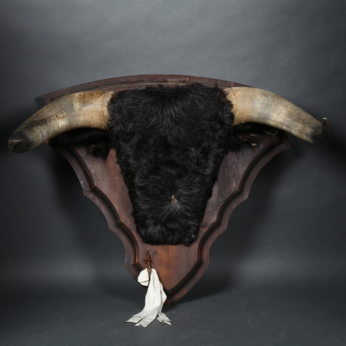 68 - Taxidermy - Unusual Spanish Bull horns with head cape and ears. Circa mid-late 20th century, a set o... 