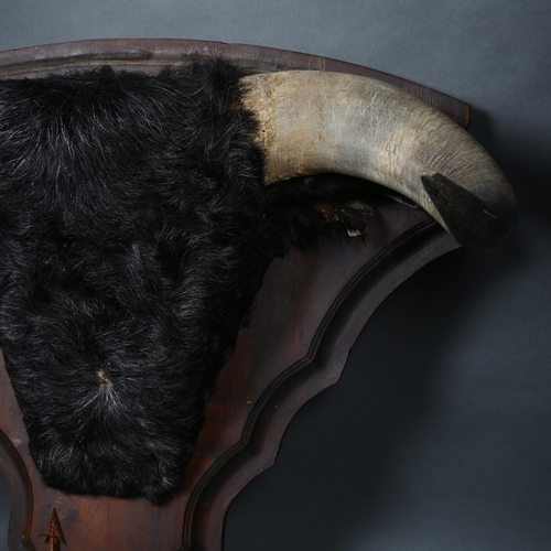 68 - Taxidermy - Unusual Spanish Bull horns with head cape and ears. Circa mid-late 20th century, a set o... 