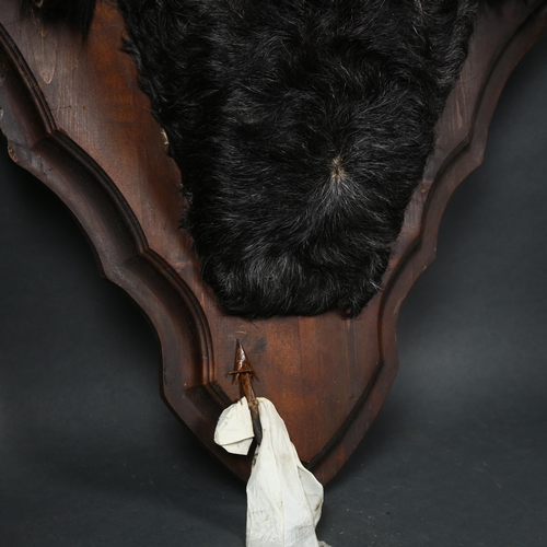 68 - Taxidermy - Unusual Spanish Bull horns with head cape and ears. Circa mid-late 20th century, a set o... 