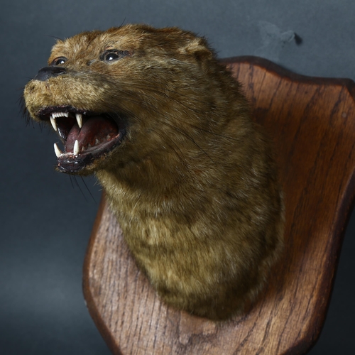 69 - Taxidermy  - an antique Otters head mount, mouth agape, forward facing, head leaning slightly left, ... 