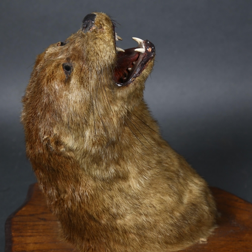 69 - Taxidermy  - an antique Otters head mount, mouth agape, forward facing, head leaning slightly left, ... 