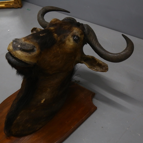 70 - Taxidermy - a Black Wildebeest shoulder mount, forward facing, on large stained wood shield plaque, ... 