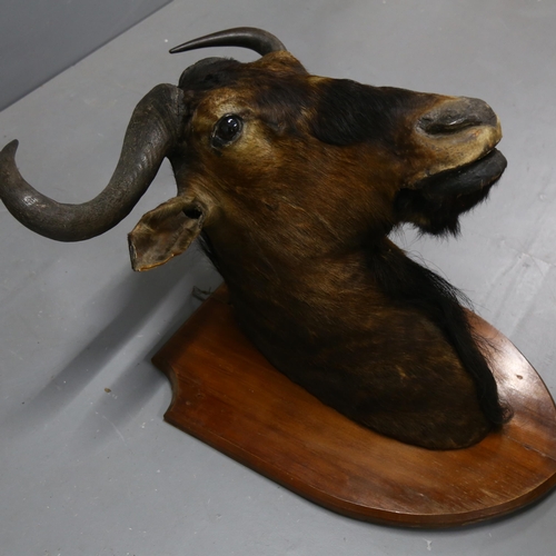 70 - Taxidermy - a Black Wildebeest shoulder mount, forward facing, on large stained wood shield plaque, ... 