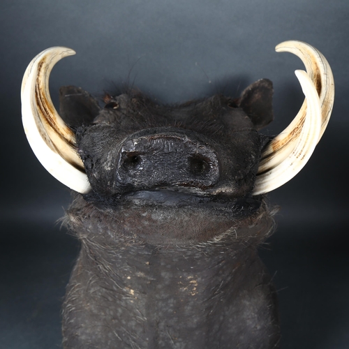 77 - Taxidermy - a Common Warthog, shoulder mount, no plaque, wall mounted, no label, from wall 49cm, hei... 