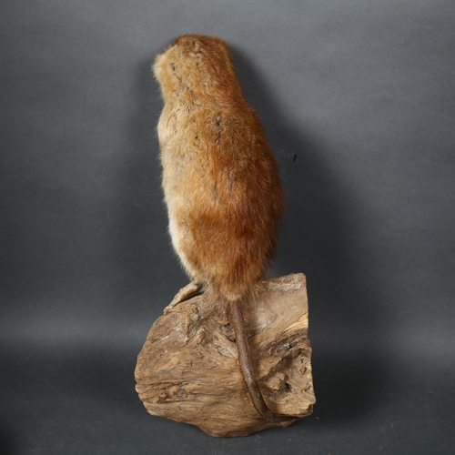 78 - Taxidermy - a Muskrat (Ondatra zibethicus), full mount, forward facing, leaning to left, on tree stu... 