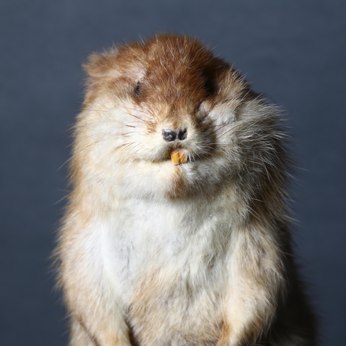 78 - Taxidermy - a Muskrat (Ondatra zibethicus), full mount, forward facing, leaning to left, on tree stu... 