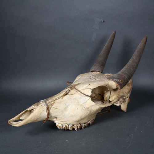 79 - Taxidermy - an Antelope skull (Portax pictus), inscription to top of skull, dated 14.11.1911, length... 