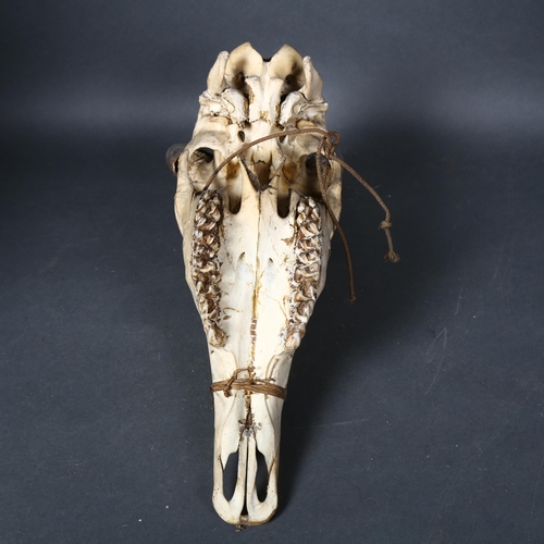 79 - Taxidermy - an Antelope skull (Portax pictus), inscription to top of skull, dated 14.11.1911, length... 