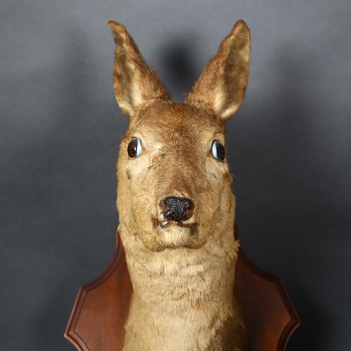 81 - TAXIDERMY - a Roe deer's head, on a mahogany shield plaque