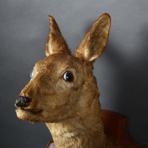 81 - TAXIDERMY - a Roe deer's head, on a mahogany shield plaque