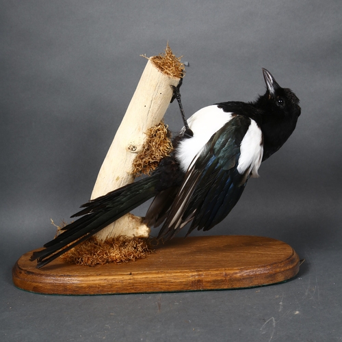 82 - Taxidermy - a Magpie (Pica pica), full mount, front facing, on a moss covered tree branch, with oak ... 