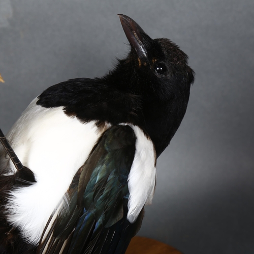 82 - Taxidermy - a Magpie (Pica pica), full mount, front facing, on a moss covered tree branch, with oak ... 