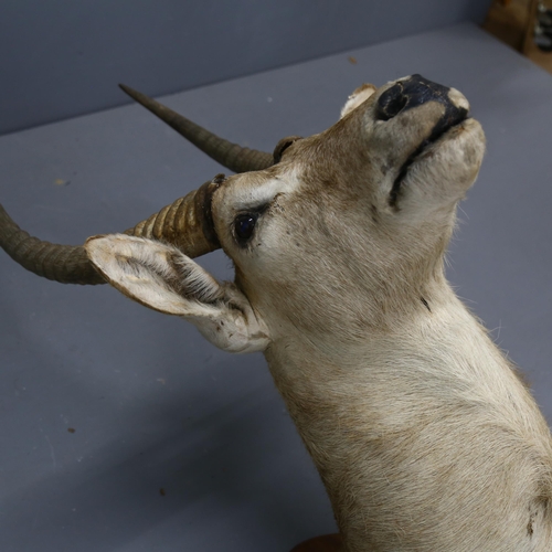 86 - Taxidermy - an African Common Waterbuck (Kobus ellipsiprymnus) shoulder mount, forward facing, looki... 