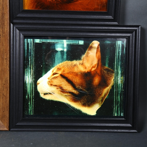 90 - Curiosity / Taxidermy: A Collection of Framed prints of animal wet specimens. The prints being photo... 