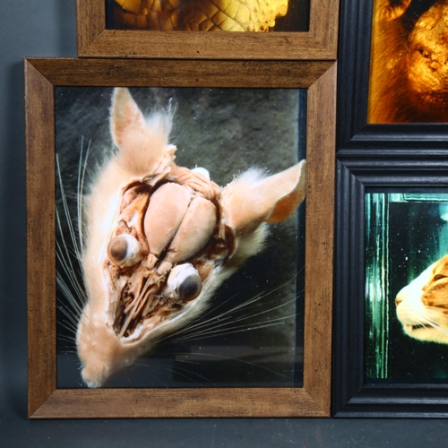 90 - Curiosity / Taxidermy: A Collection of Framed prints of animal wet specimens. The prints being photo... 