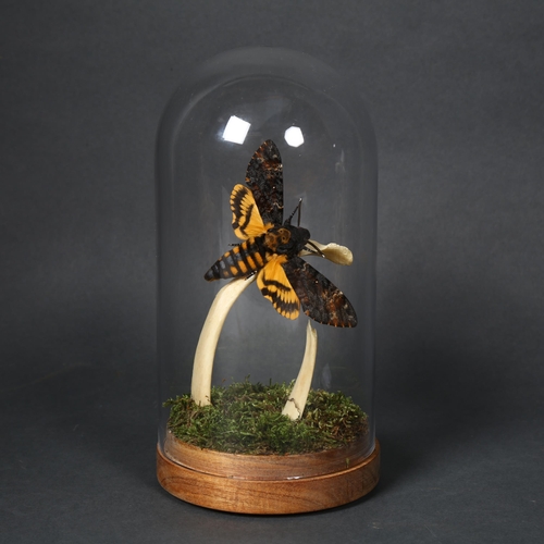 138 - Taxidermy - a Death’s Head Hawk Moth (Acherontia atropos) in flight with genuine human rib bone unde... 