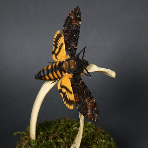 138 - Taxidermy - a Death’s Head Hawk Moth (Acherontia atropos) in flight with genuine human rib bone unde... 