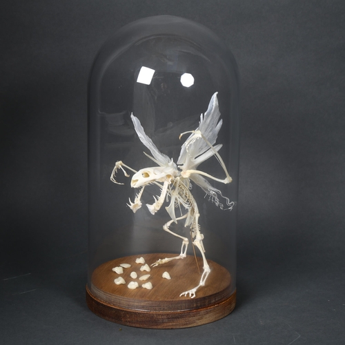 139 - Curiosity / Taxidermy - a Tooth Fairy Skeleton in glass dome. 
The articulated mythical creature, wi... 