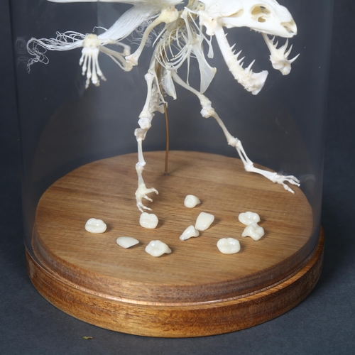 139 - Curiosity / Taxidermy - a Tooth Fairy Skeleton in glass dome. 
The articulated mythical creature, wi... 