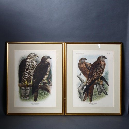 140 - A group of four coloured lithographic prints depicting birds of prey, plate size 36 x 26 cm, overall... 