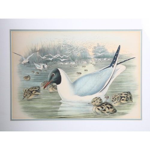 141 - John Gould - Two 19th Century hand coloured lithographs, bird studies, largest 53 x 69cm framed