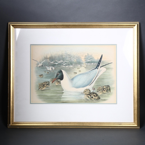 141 - John Gould - Two 19th Century hand coloured lithographs, bird studies, largest 53 x 69cm framed