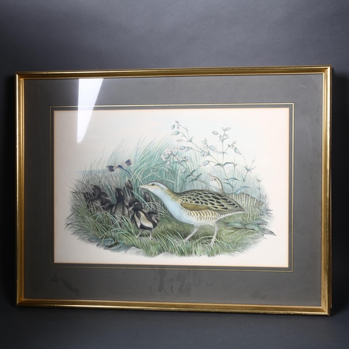 141 - John Gould - Two 19th Century hand coloured lithographs, bird studies, largest 53 x 69cm framed