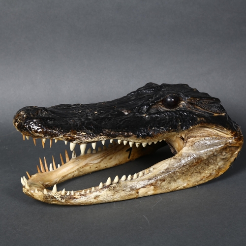 154 - A composite model of an alligator's head, with glass eyes, length 27cm.